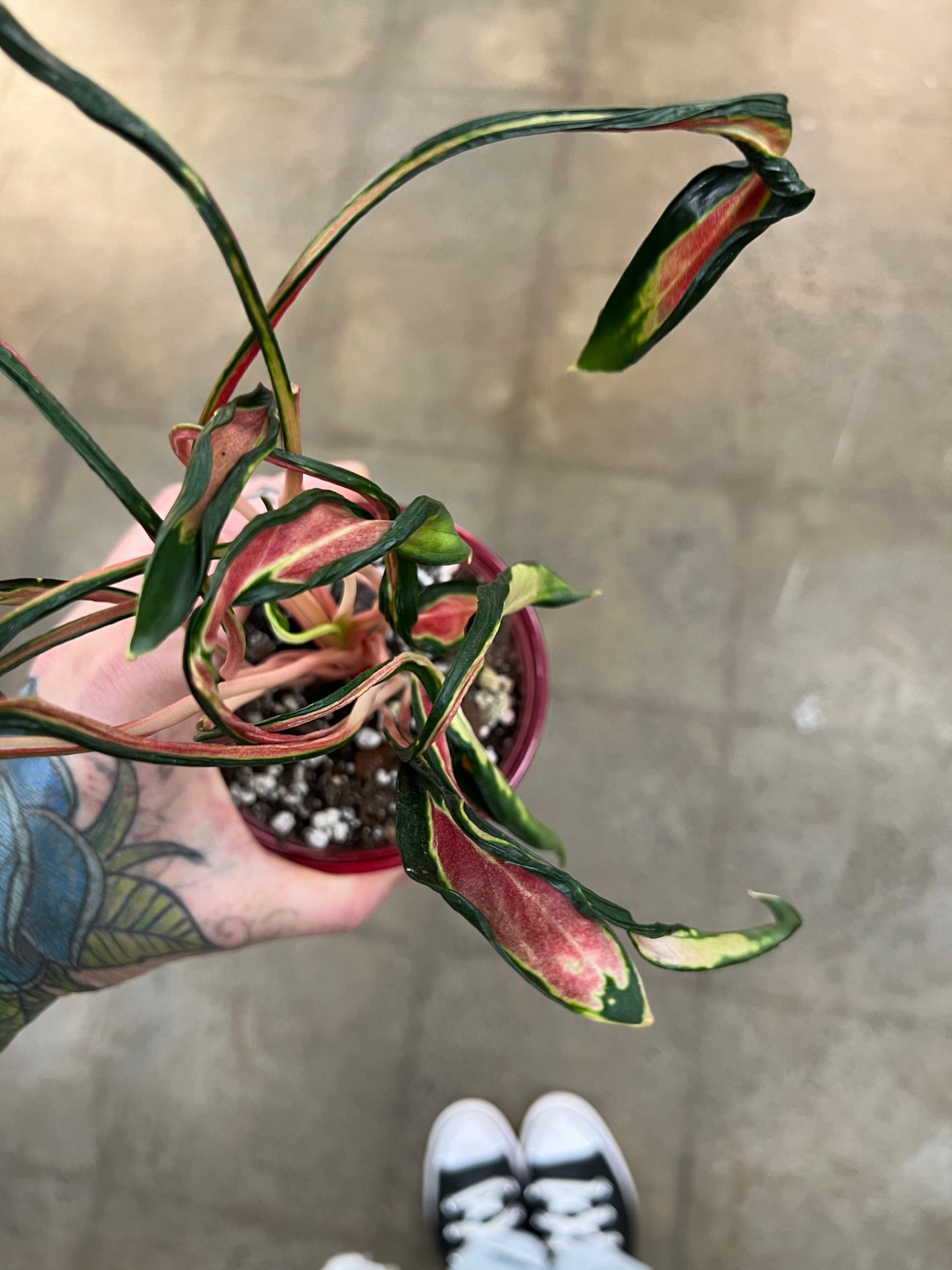 Aglaonema Squid