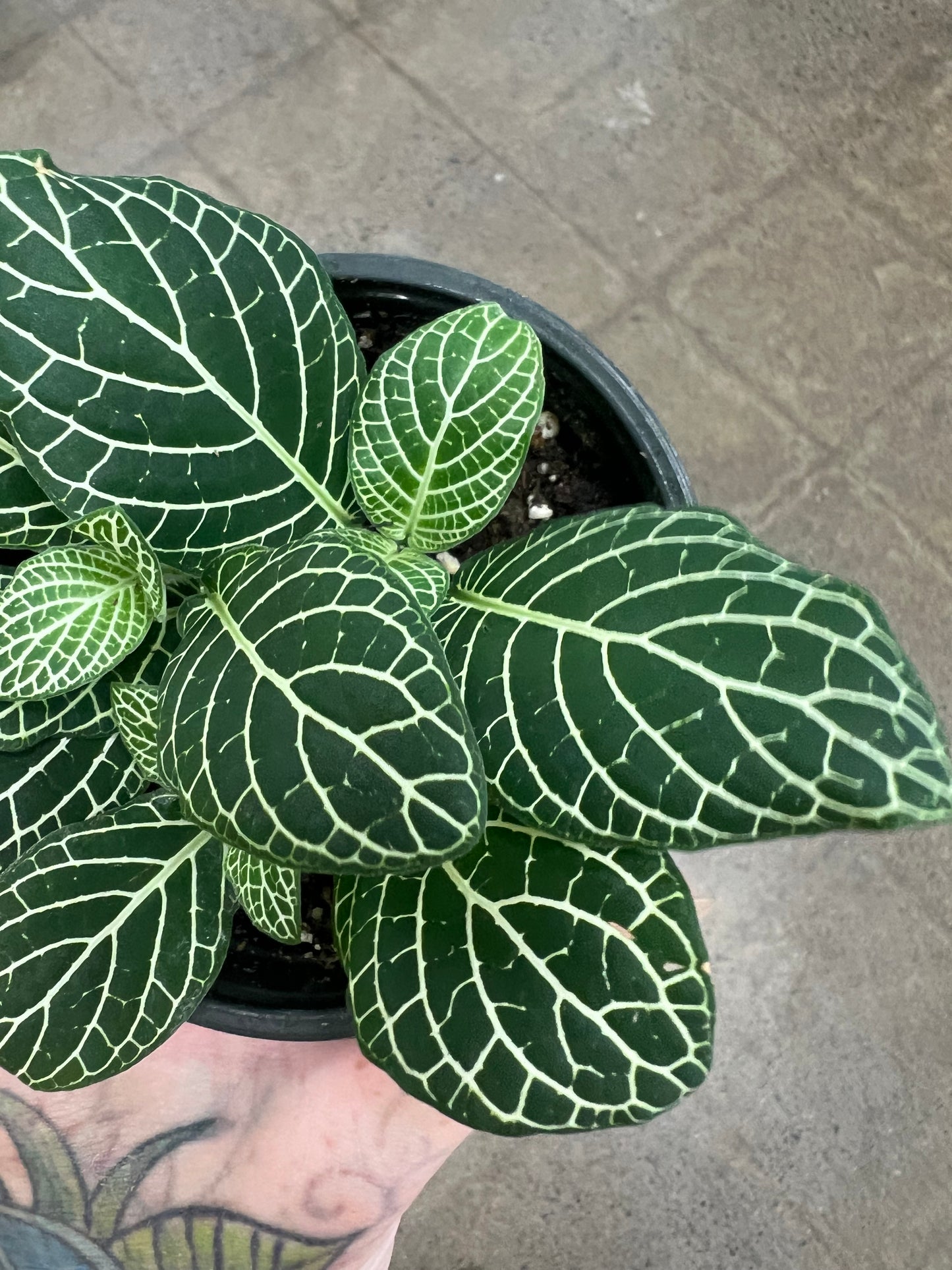 Fittonia Gigantea