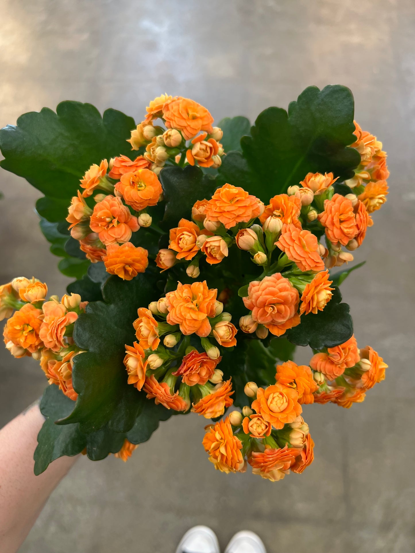 Kalanchoe