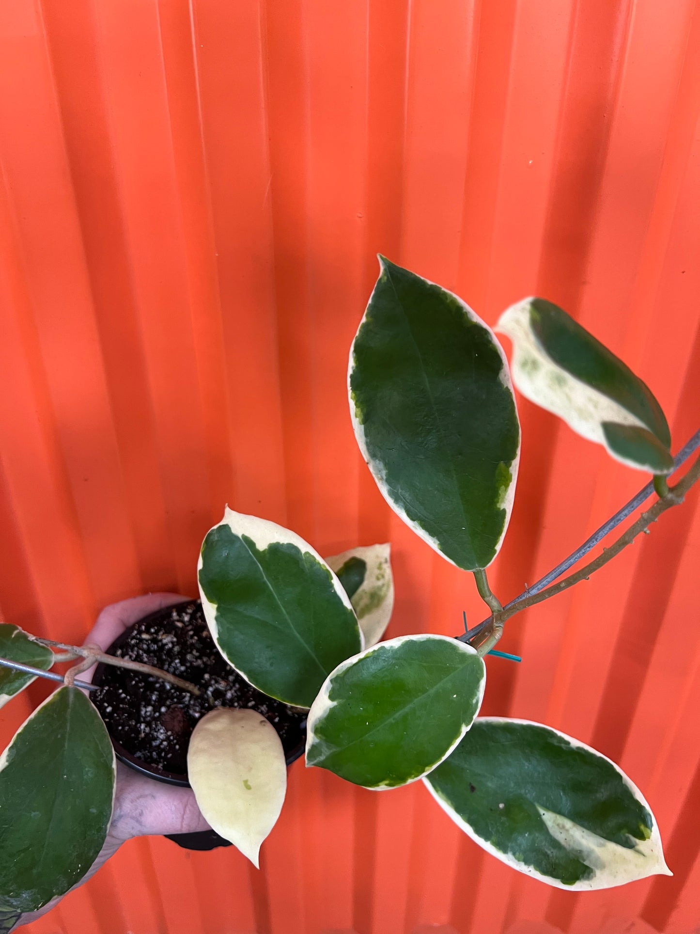 Hoya Ingrassata Albomarginata