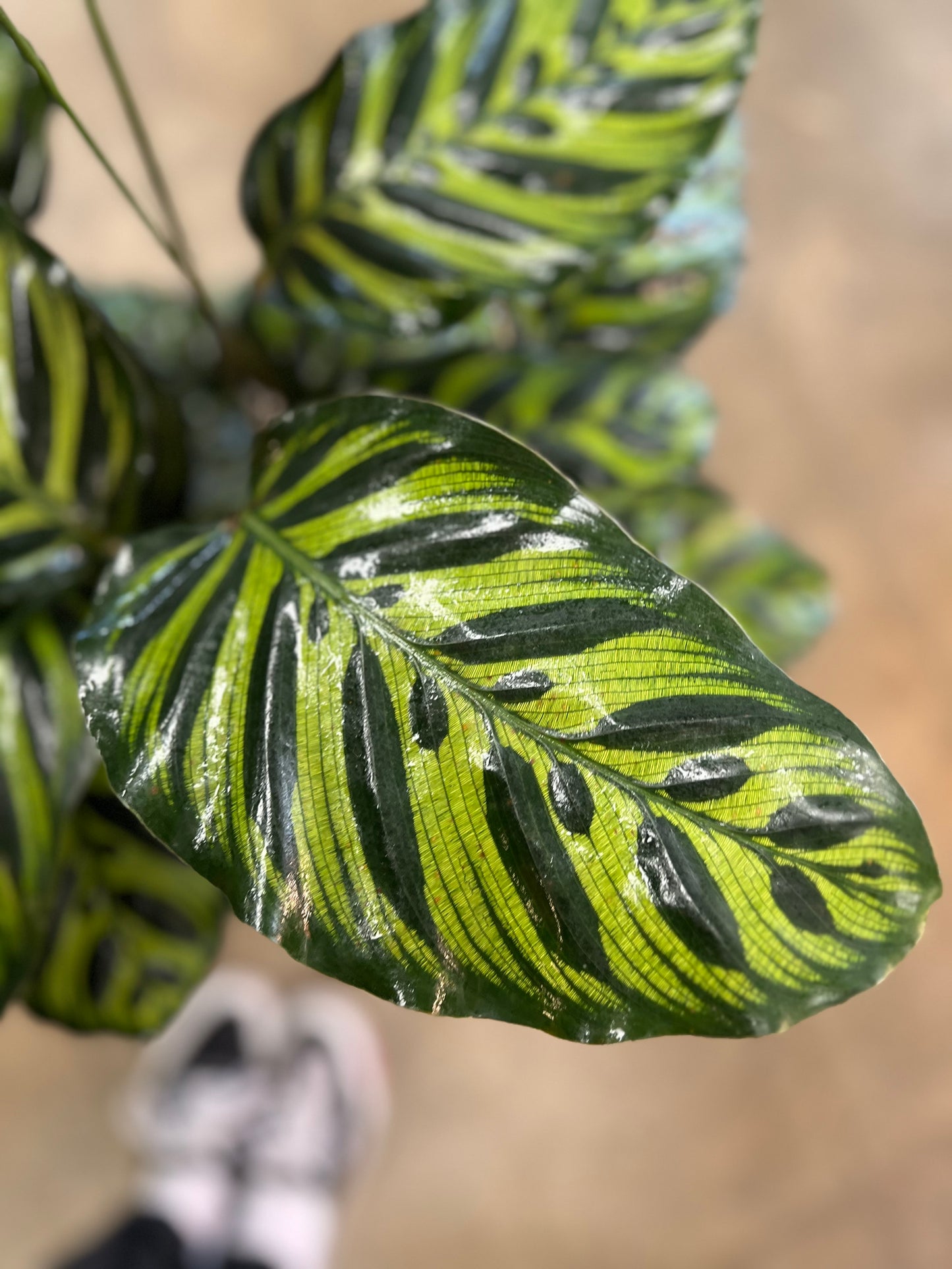Calathea Makoyana
