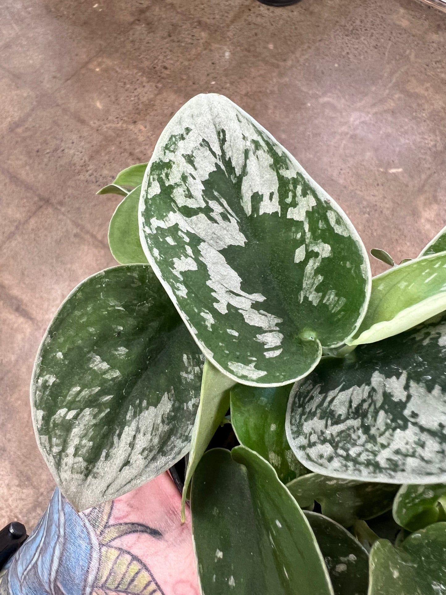 Scindapsus Silver Ann