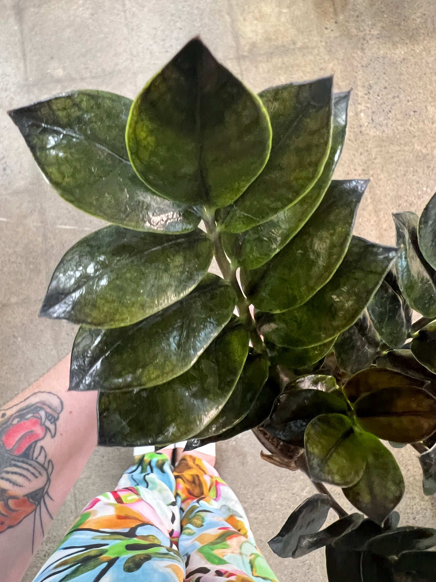 Zamioculcas Zamiifolia Raven