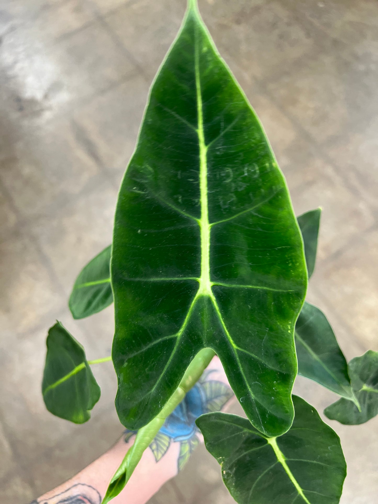 Alocasia Frydek