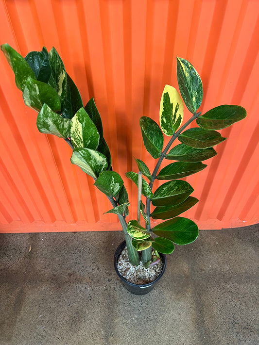 Zamioculcas Zamifolia Variegata #1