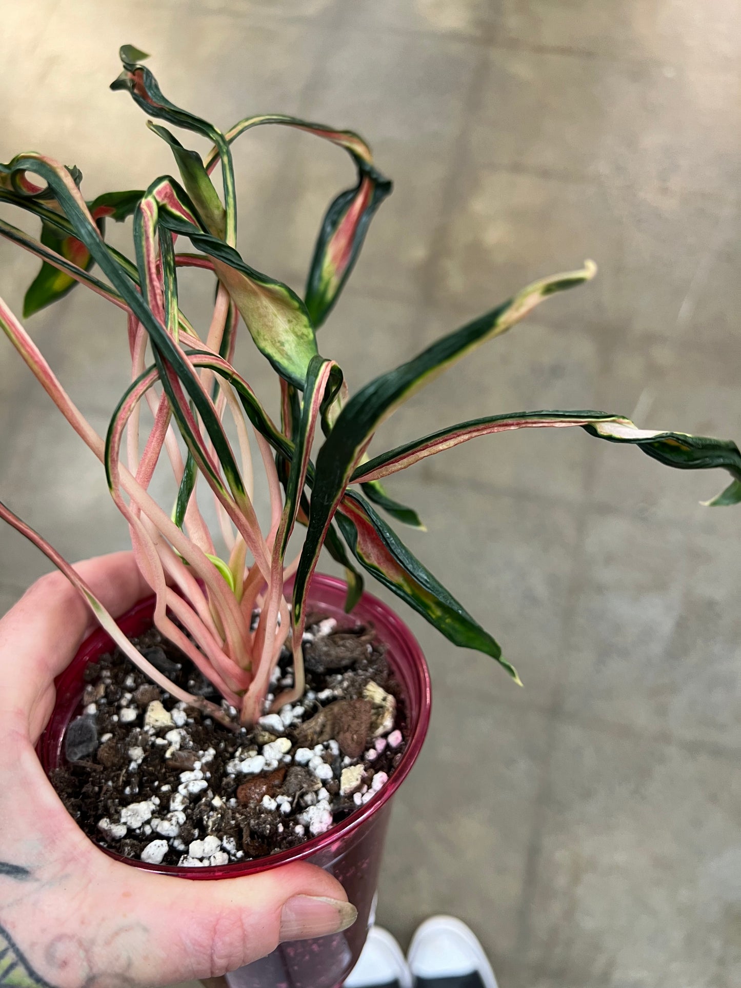 Aglaonema Squid