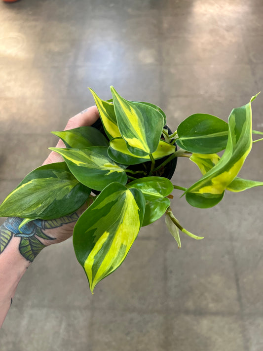 Philodendron Cream Splash