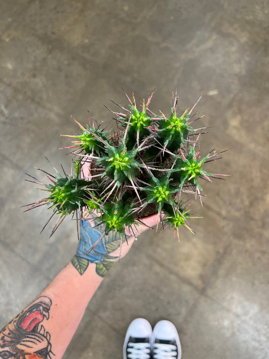 Cactus Anapolina Pentagonia