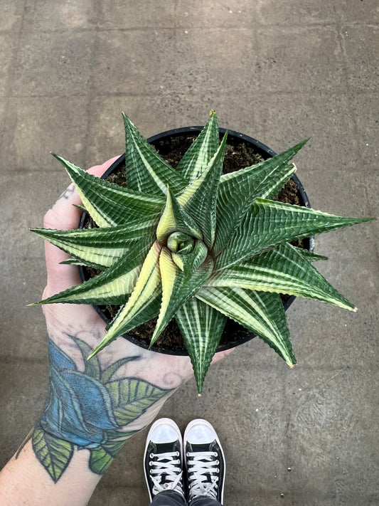 Haworthia Limifolia Variegata