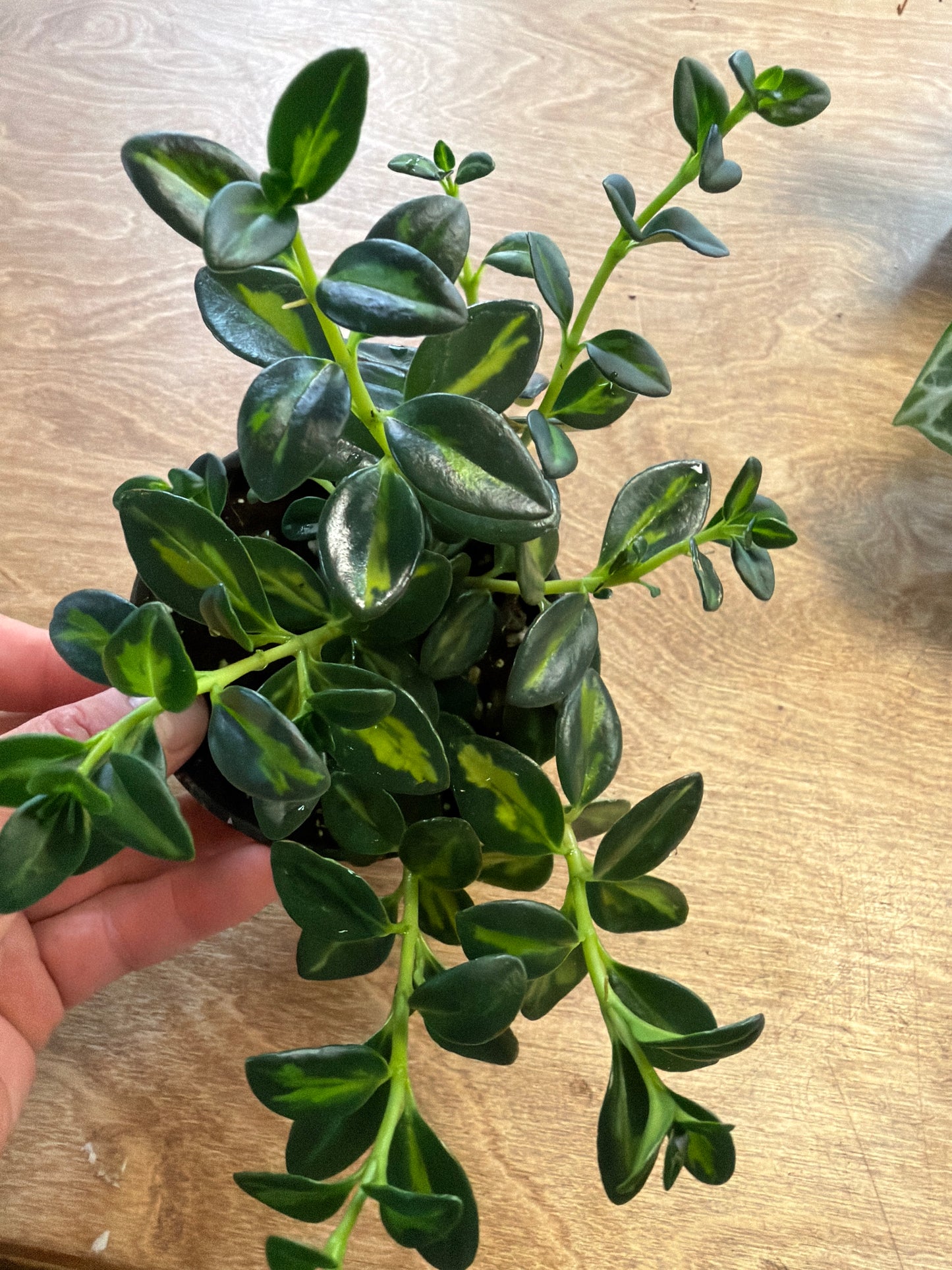 Hypocerta Variegated