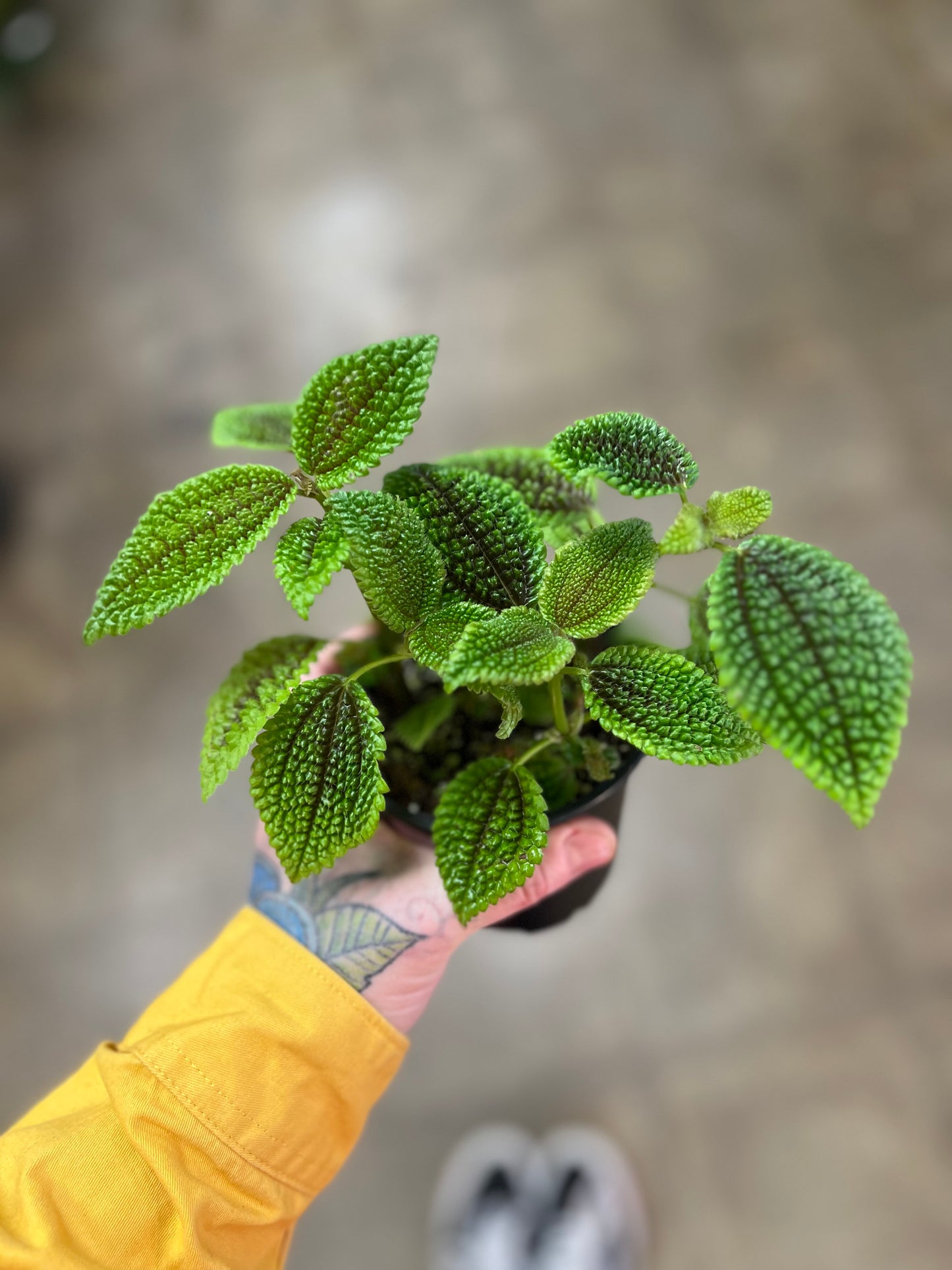 Pilea Moon Valley