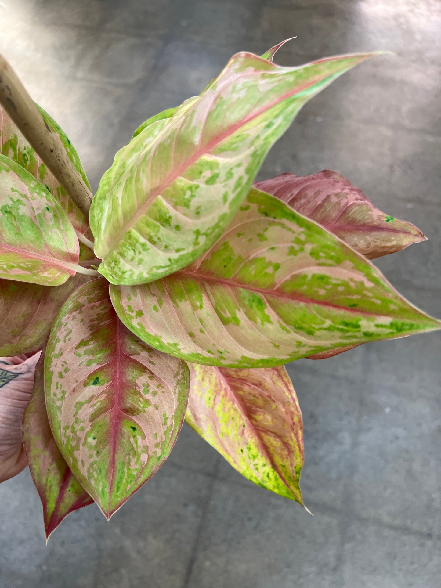 Aglaonema Prakhaiphet