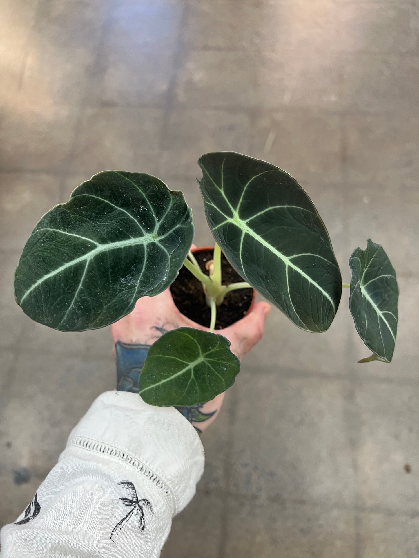 Alocasia Black Velvet