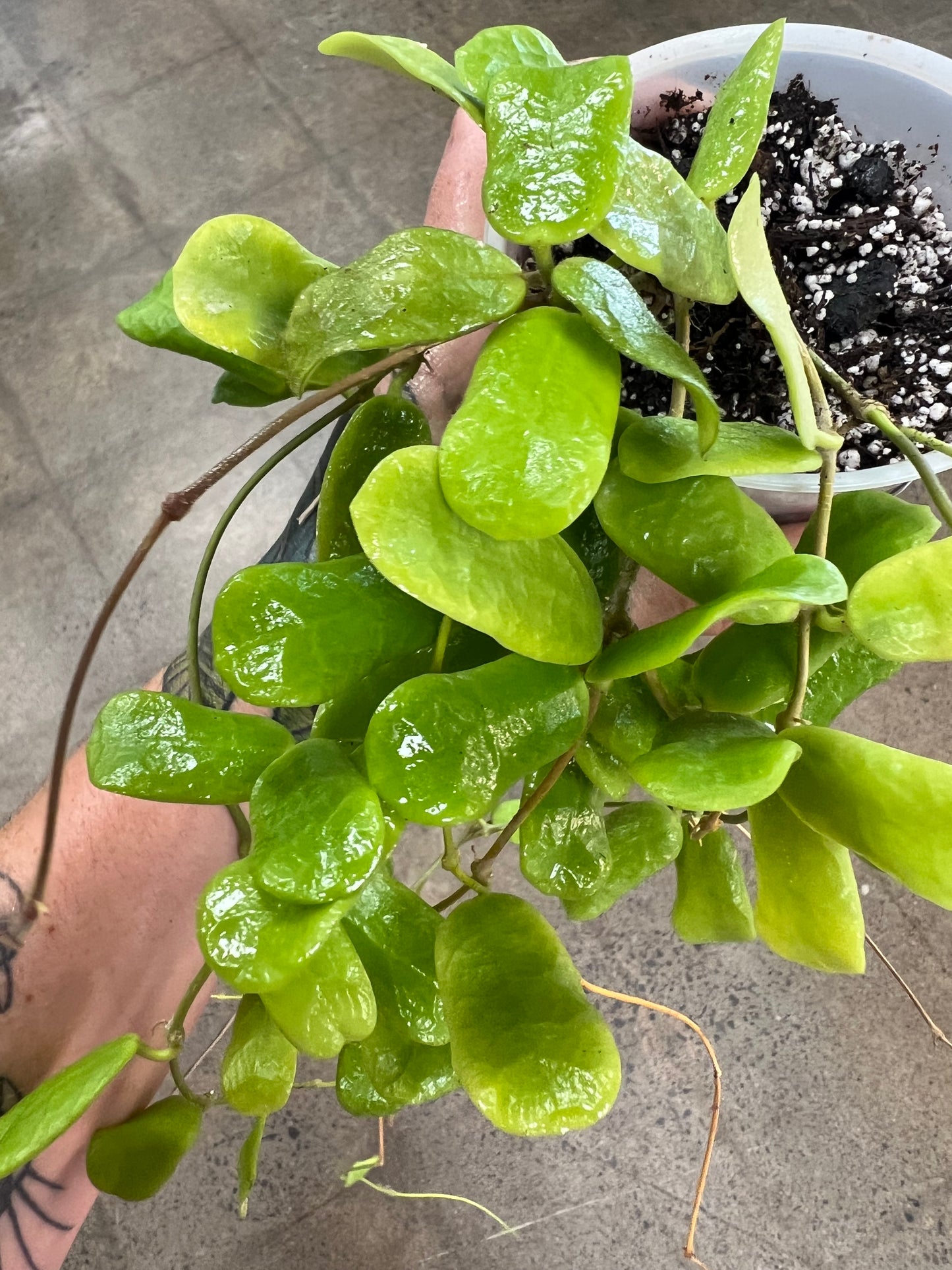 Hoya Rotundiflora