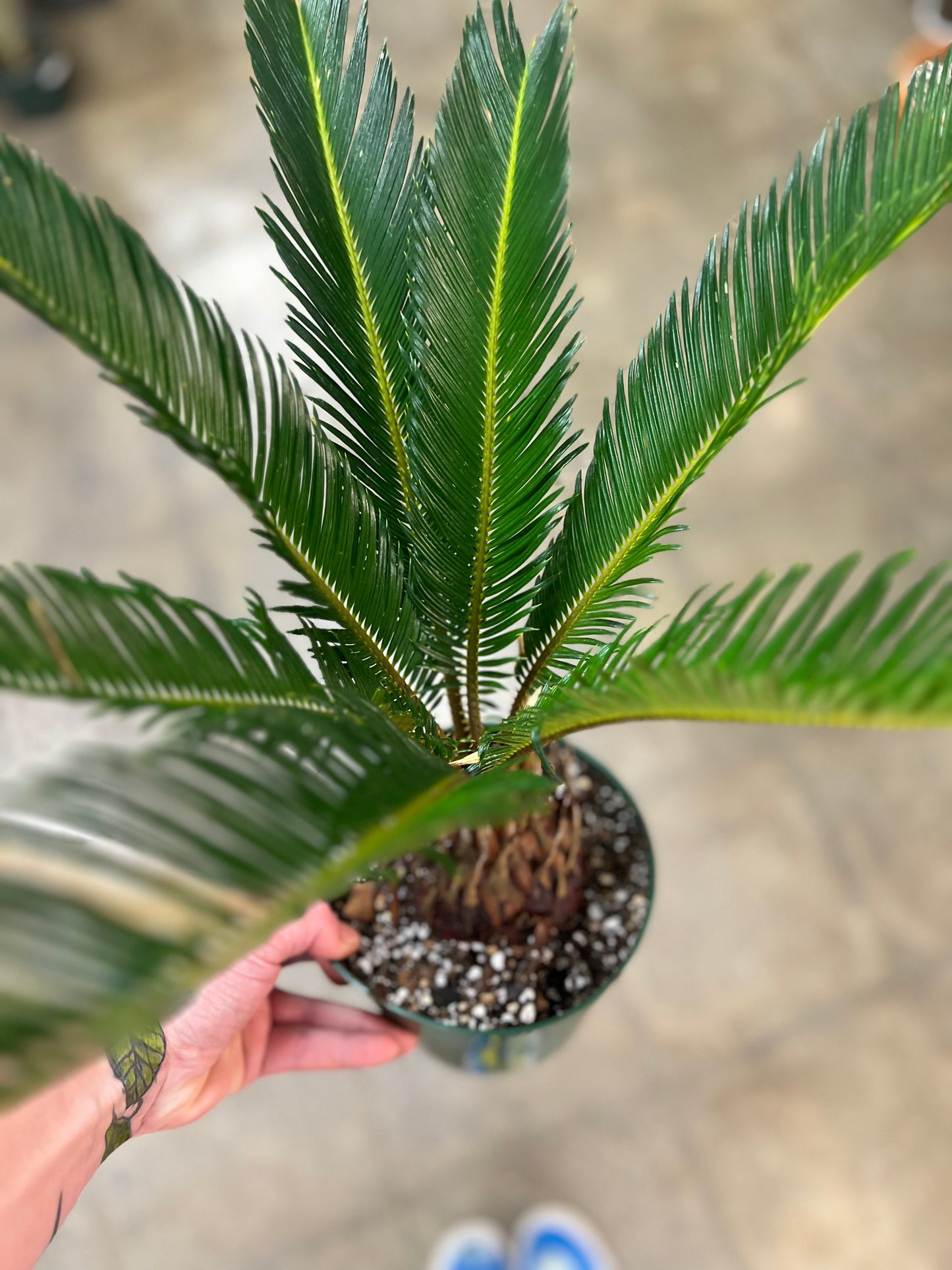 Cycas Revoluta King Sago