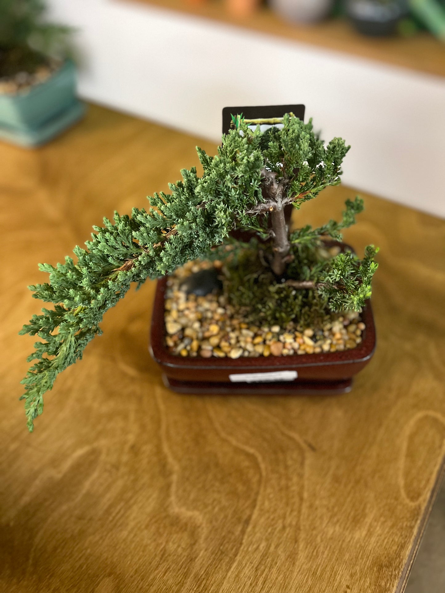 Bonsaï Juniper