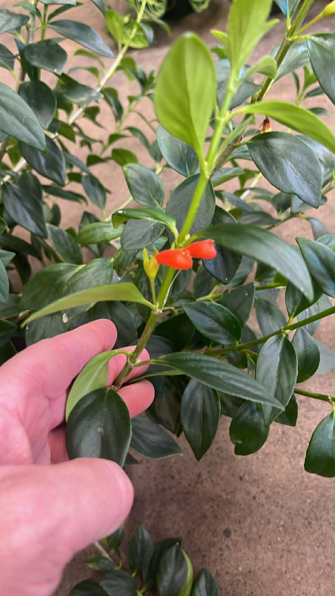 Nematanthus Tropicana California Gold