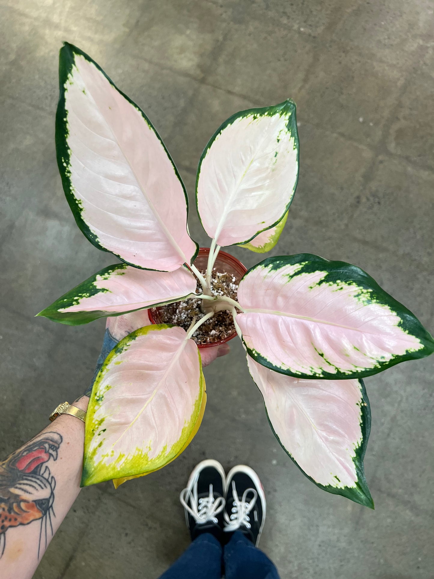 Aglaonema Neon