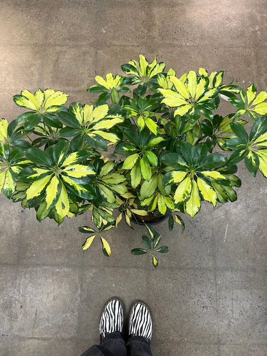 Schefflera Arboricola Trinette