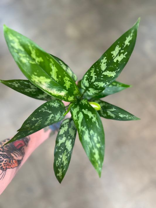 Aglaonema Maria Christina