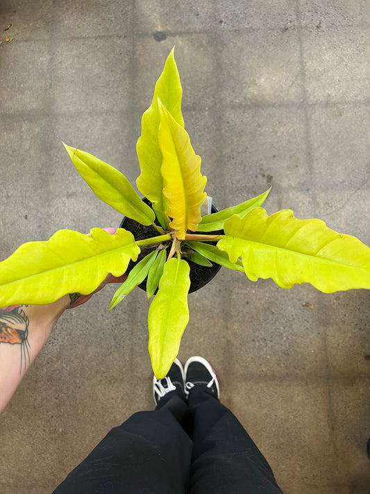 Philodendron Golden Crocodile