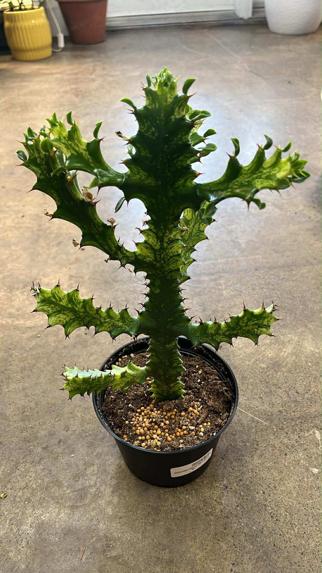 Euphorbia Trigona Mint Cream
