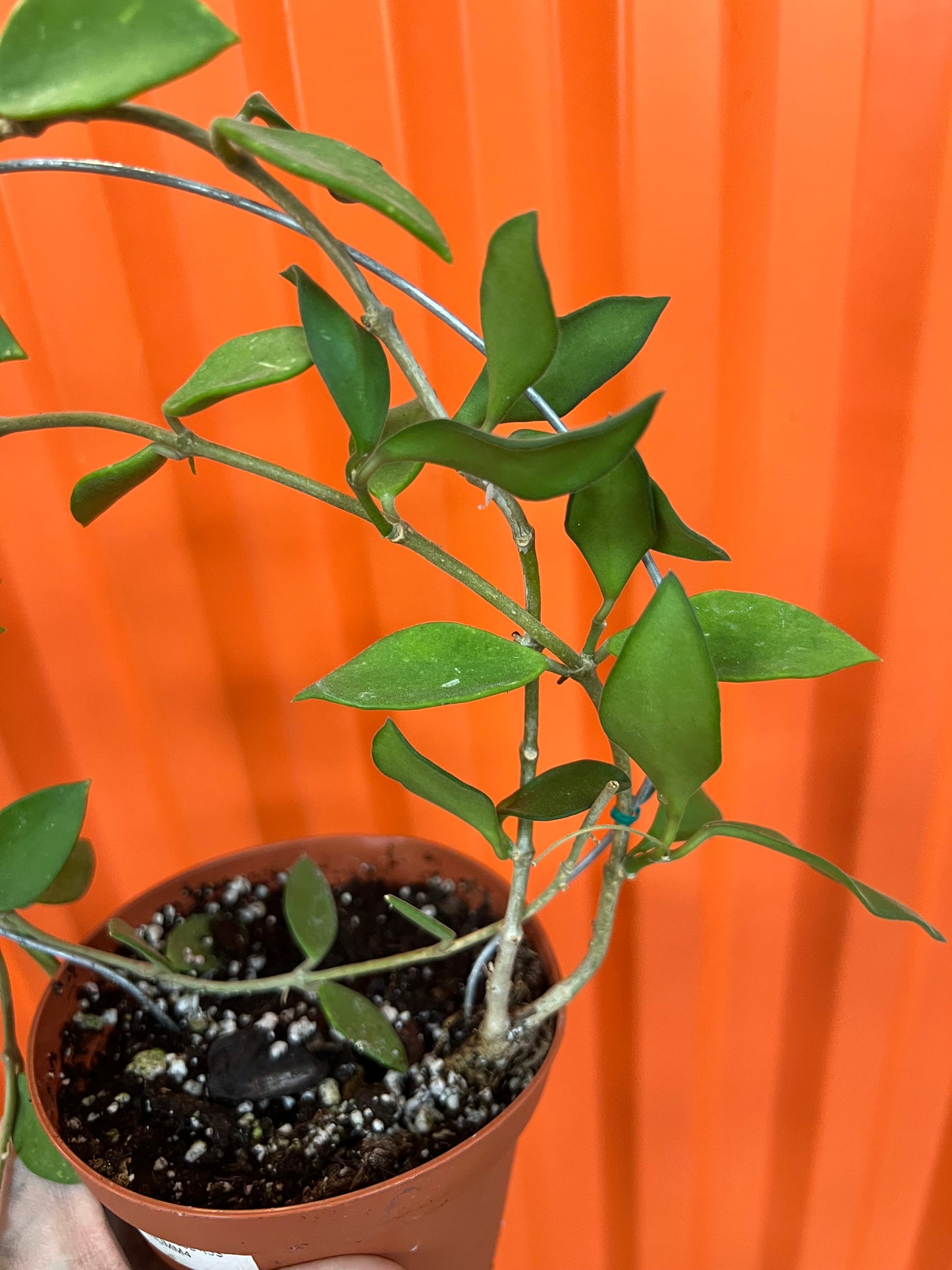 Hoya Nummularioides