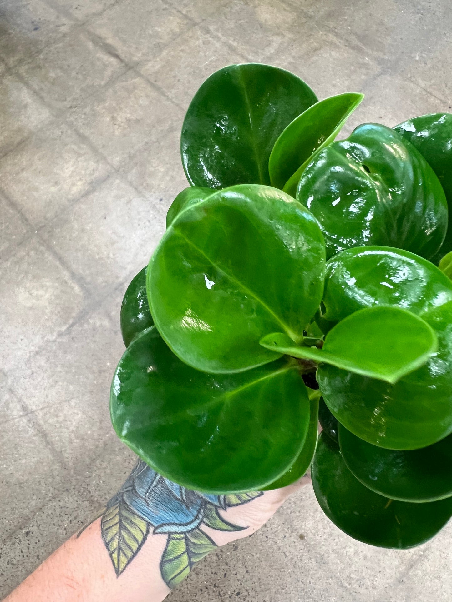 Peperomia Obtusifolia