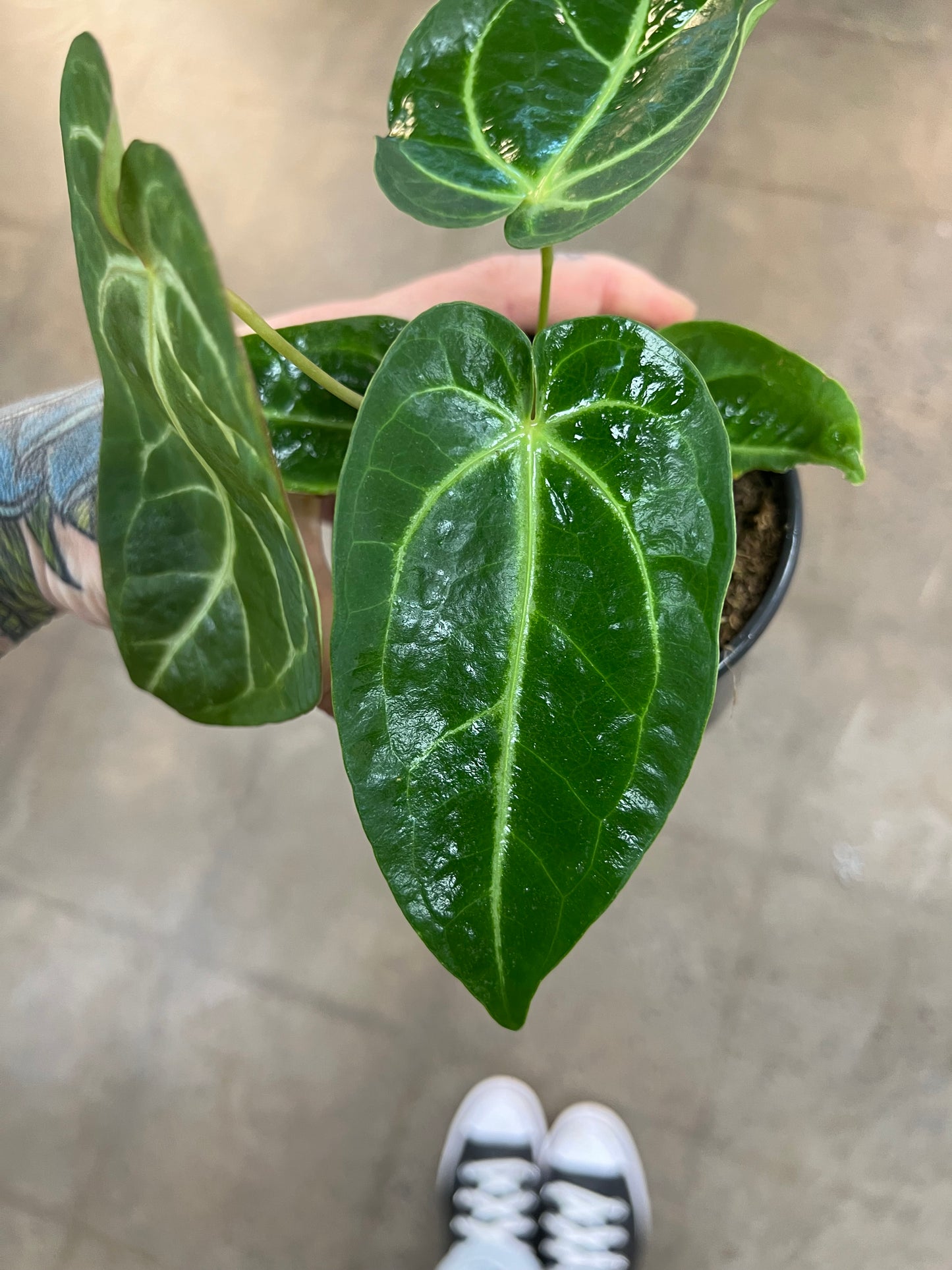 Anthurium Magnificum