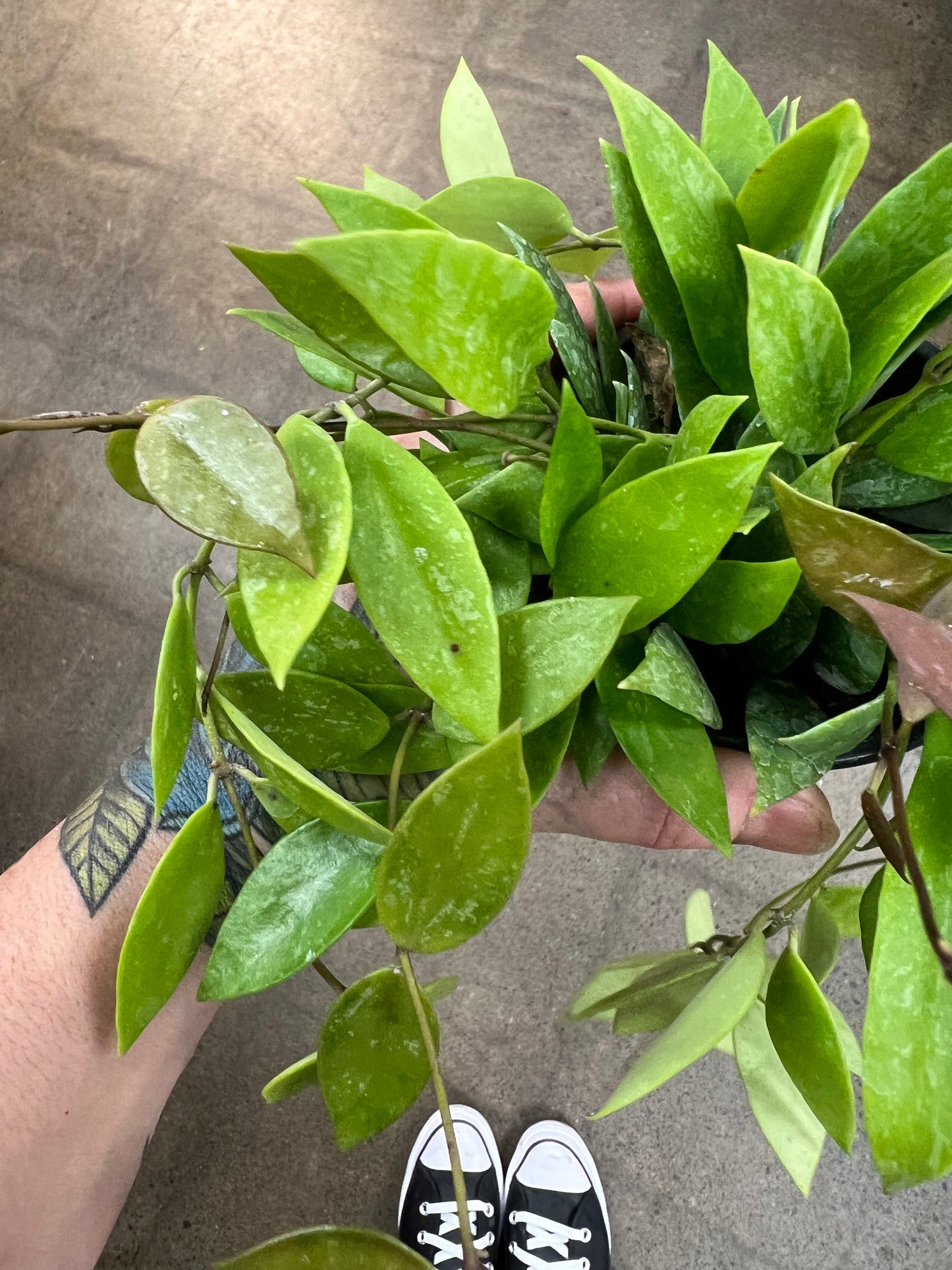 Hoya Gracilis