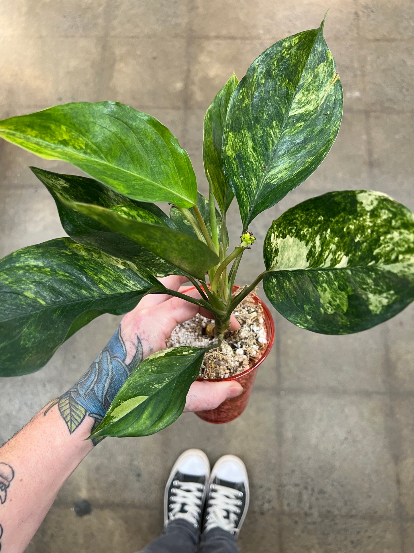 Aglaonema Khan Mak