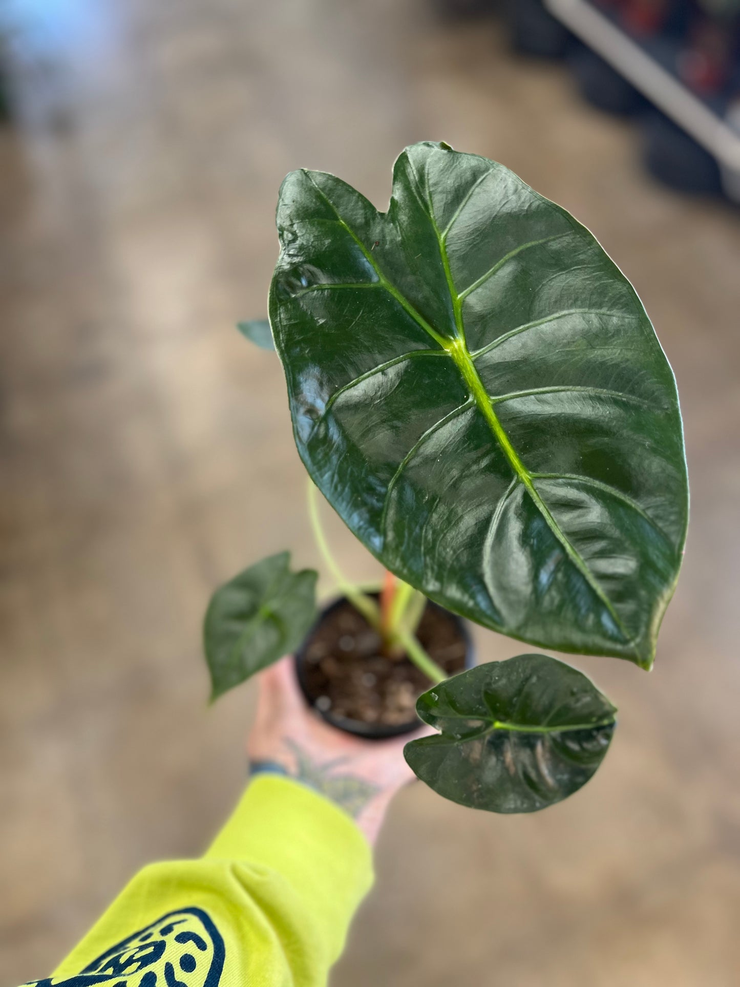 Alocasia Golden Bone