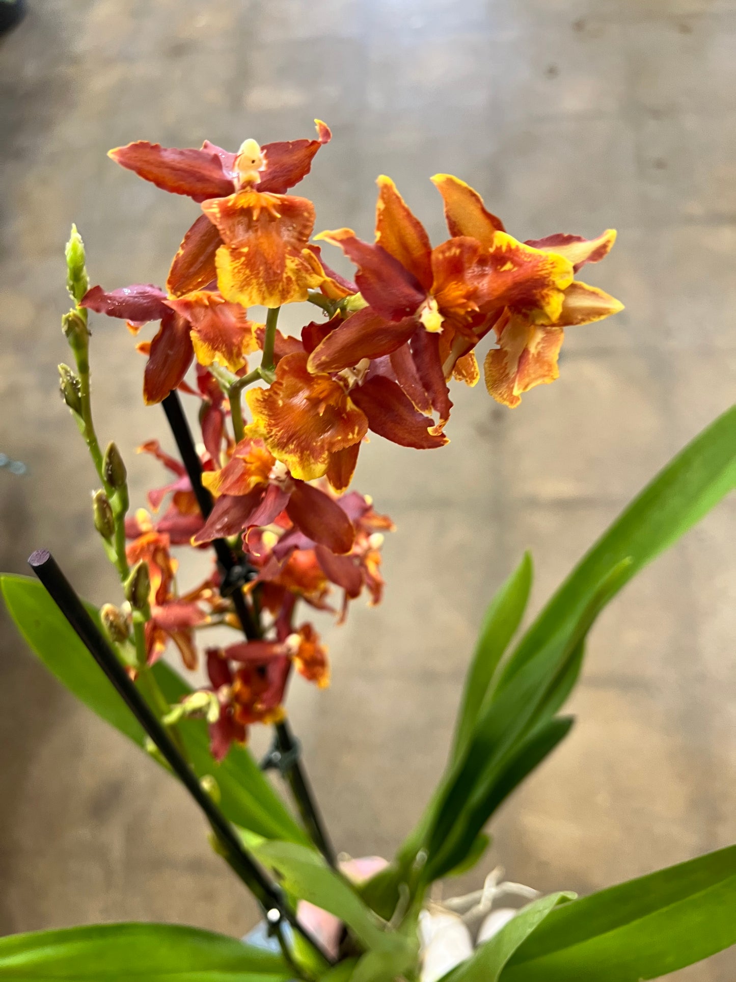 Oncidium orchid