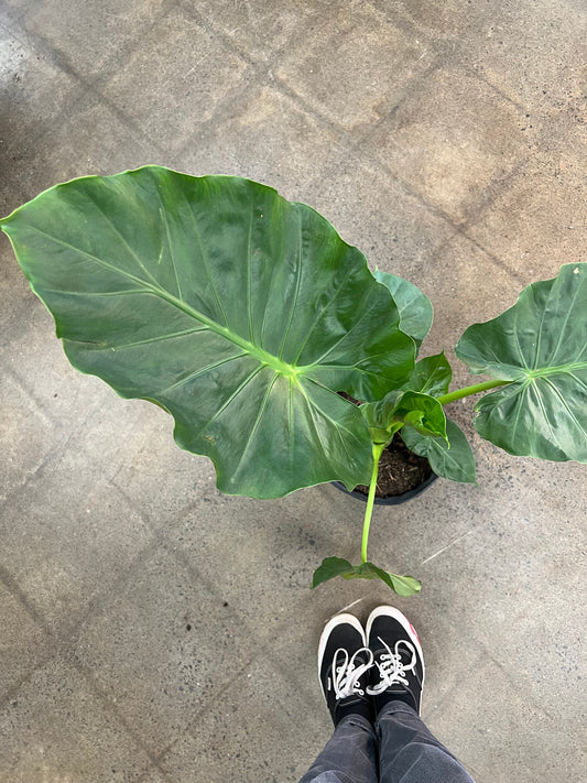 Alocasia Calidora