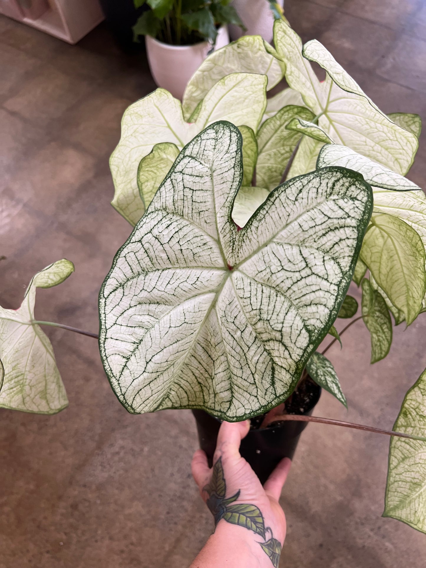 Caladium Moonlight