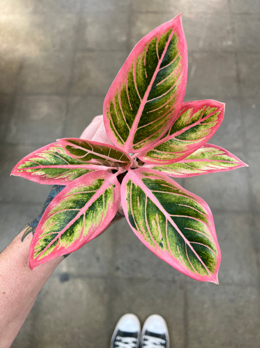 Aglaonema Lotus