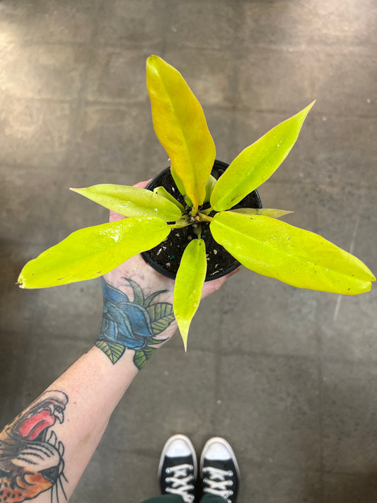 Philodendron Ring Of Fire Gold