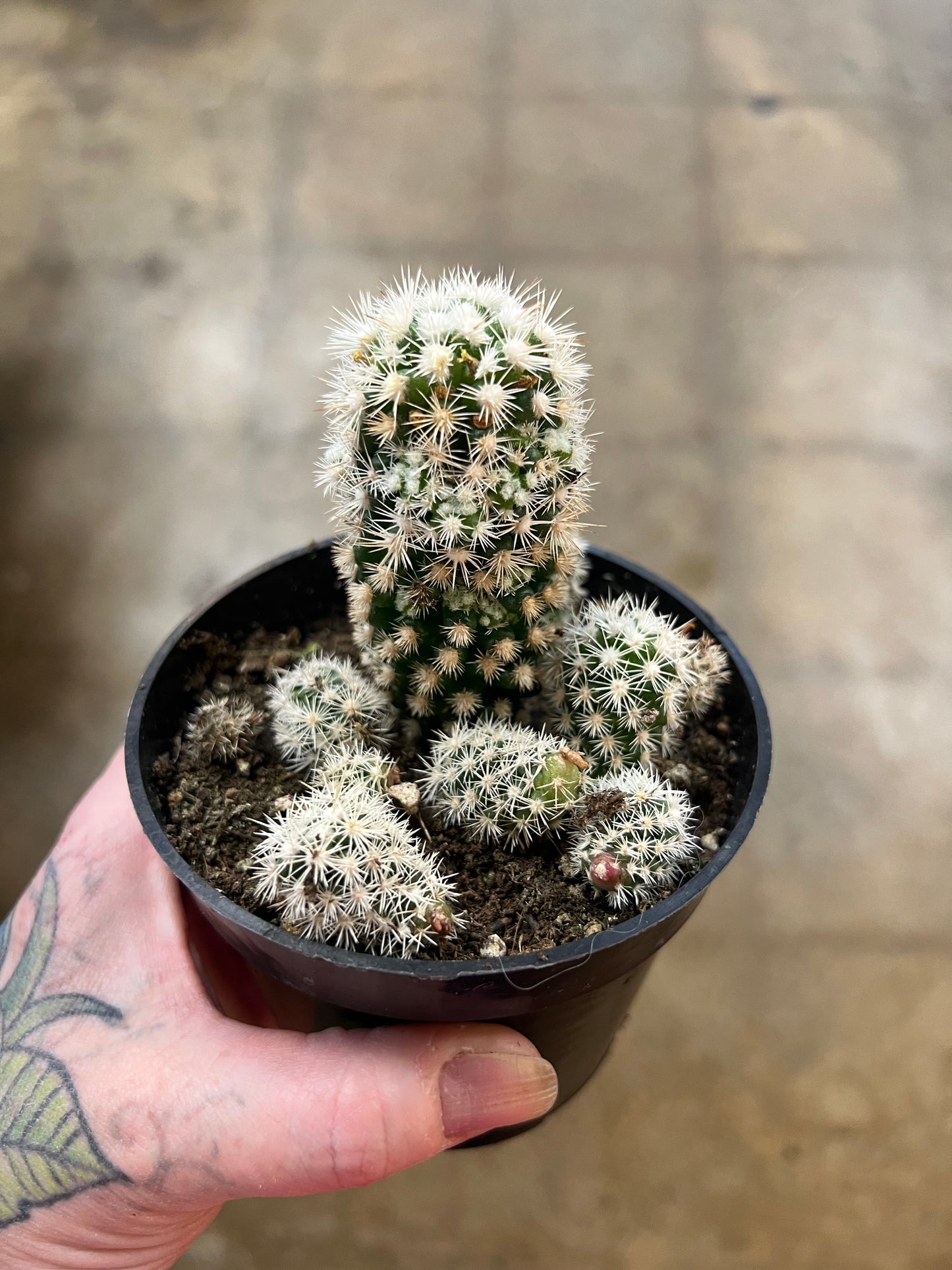 Mammillaria Gracilis Fragilis Arizona Snow