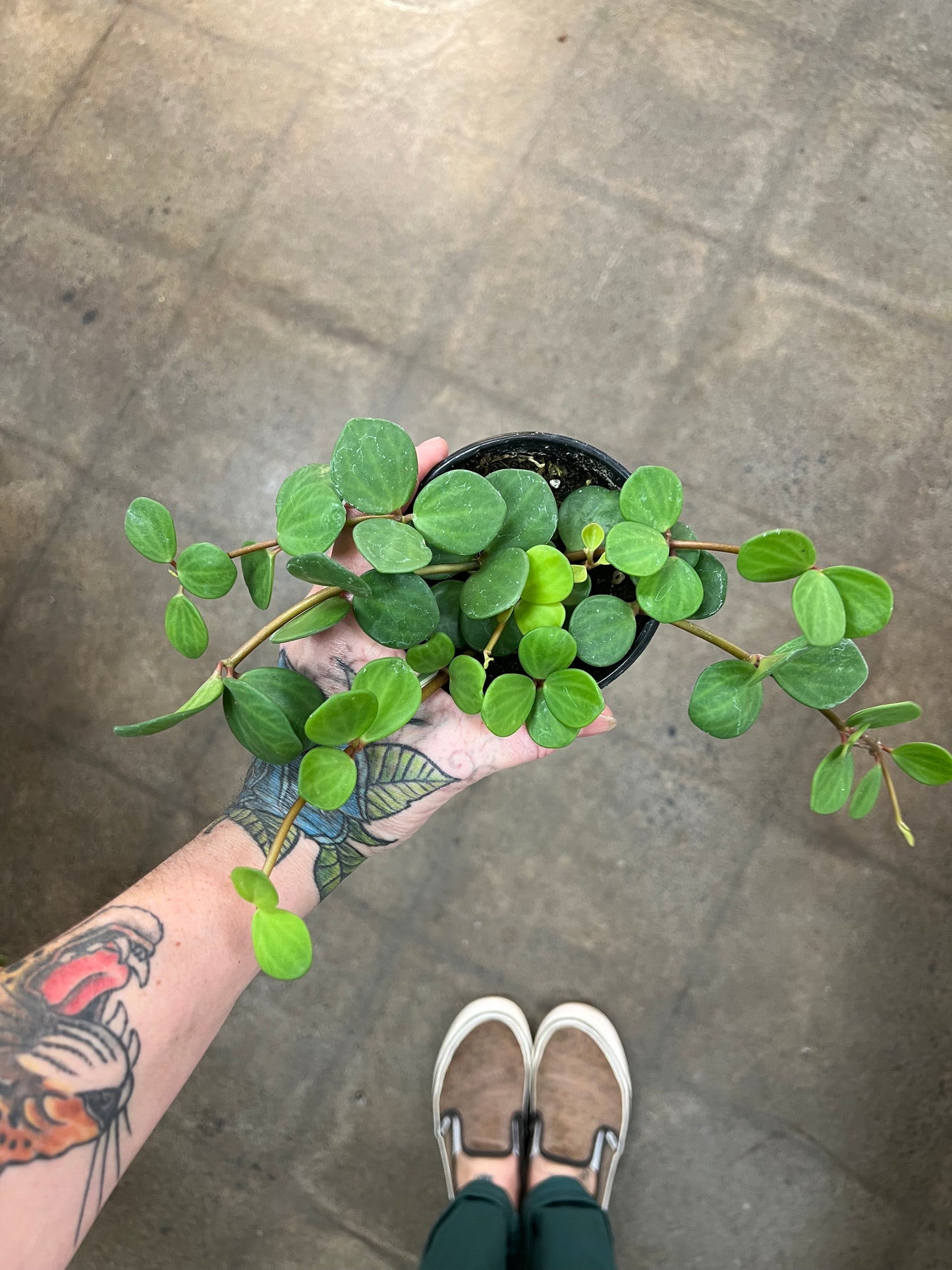 Peperomia Hope