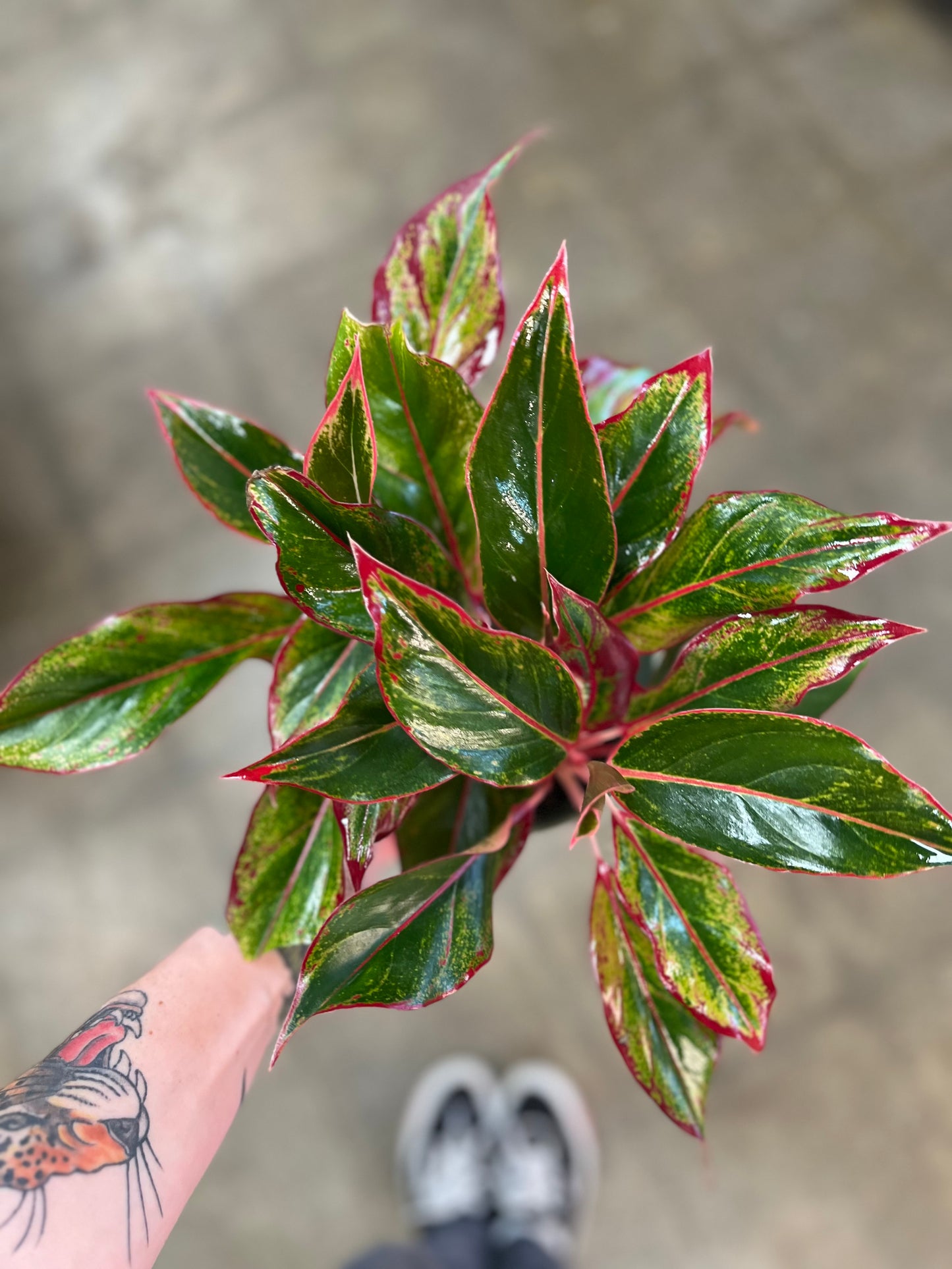 Aglaonema Red Siam