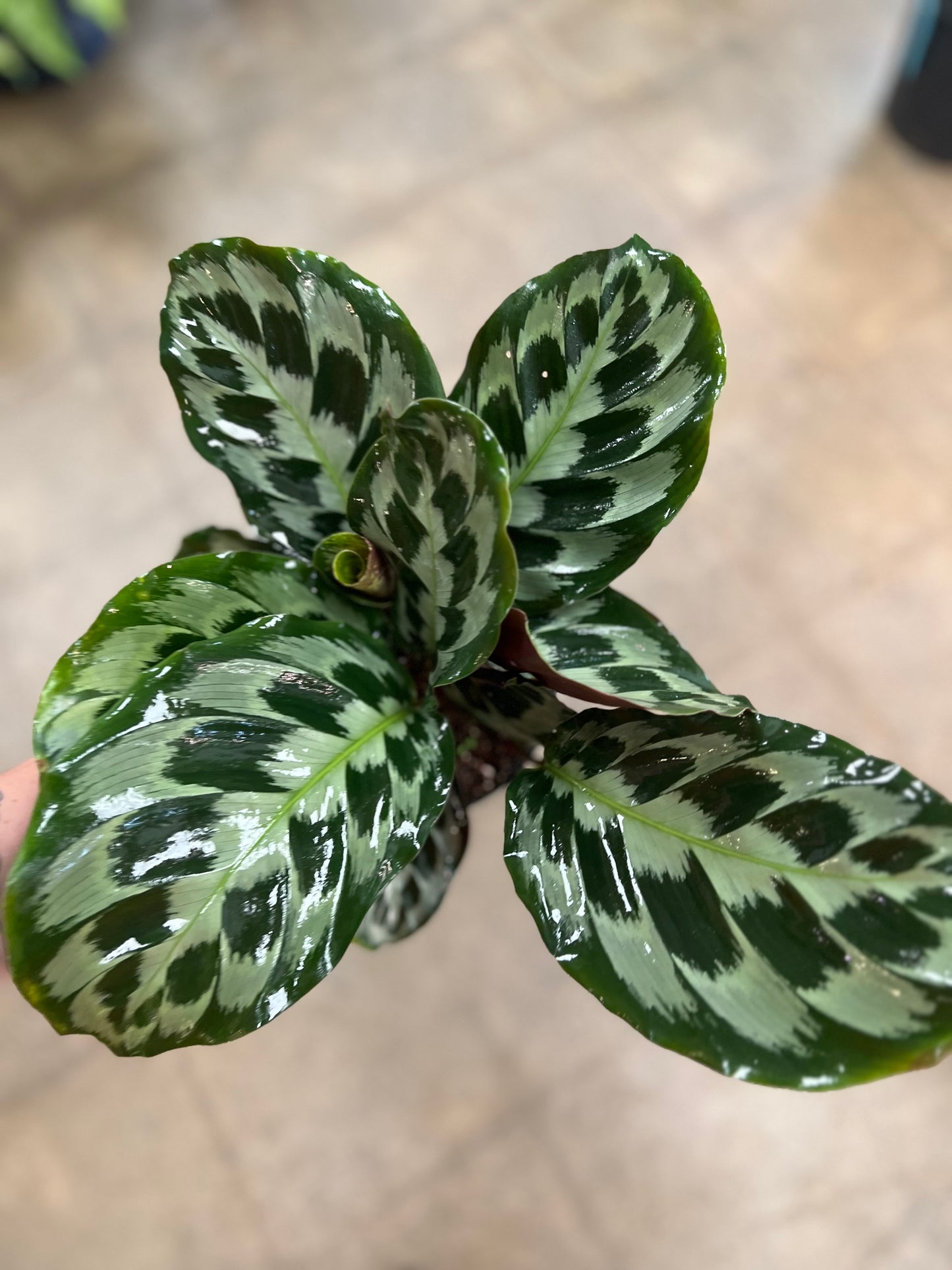 Calathea Helen Kennedy