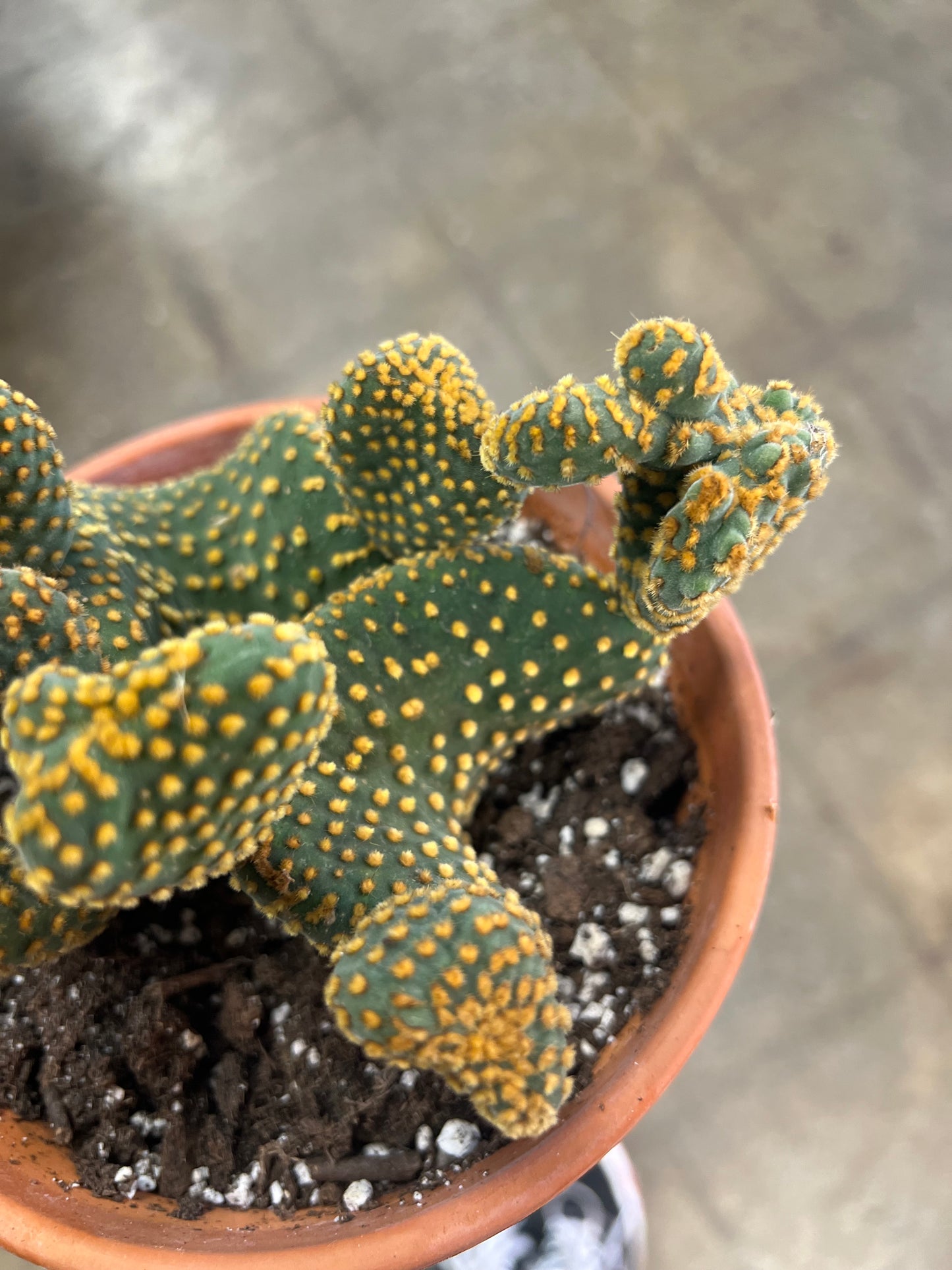 Cactus grès