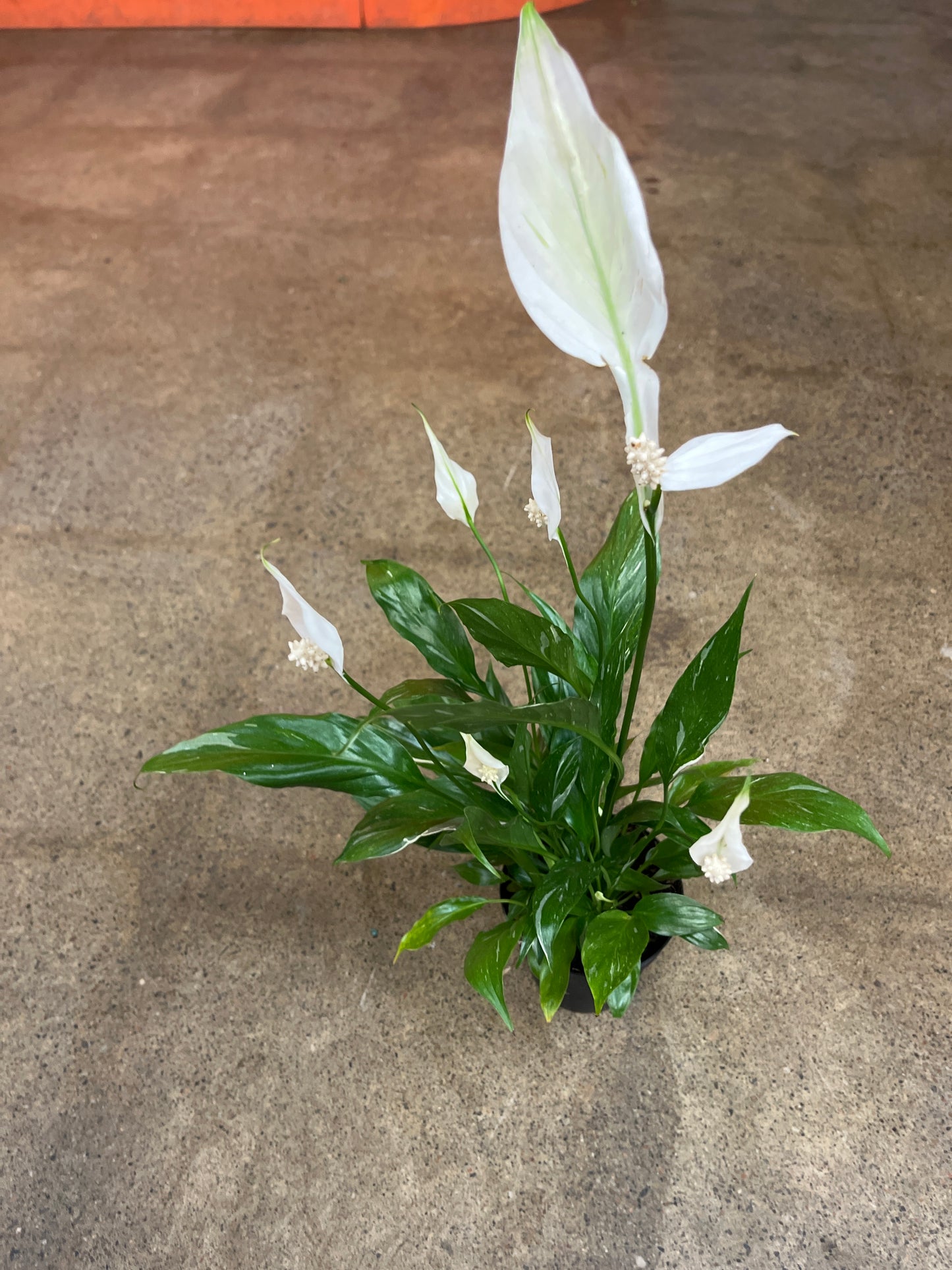 Spathiphyllum Domino