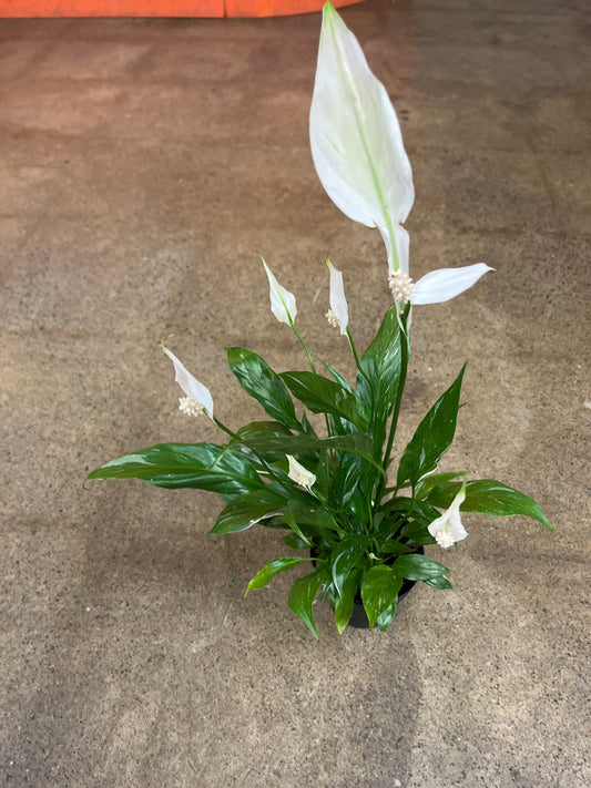 Spathiphyllum Domino