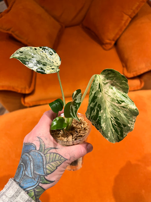 Monstera Bulbasaur