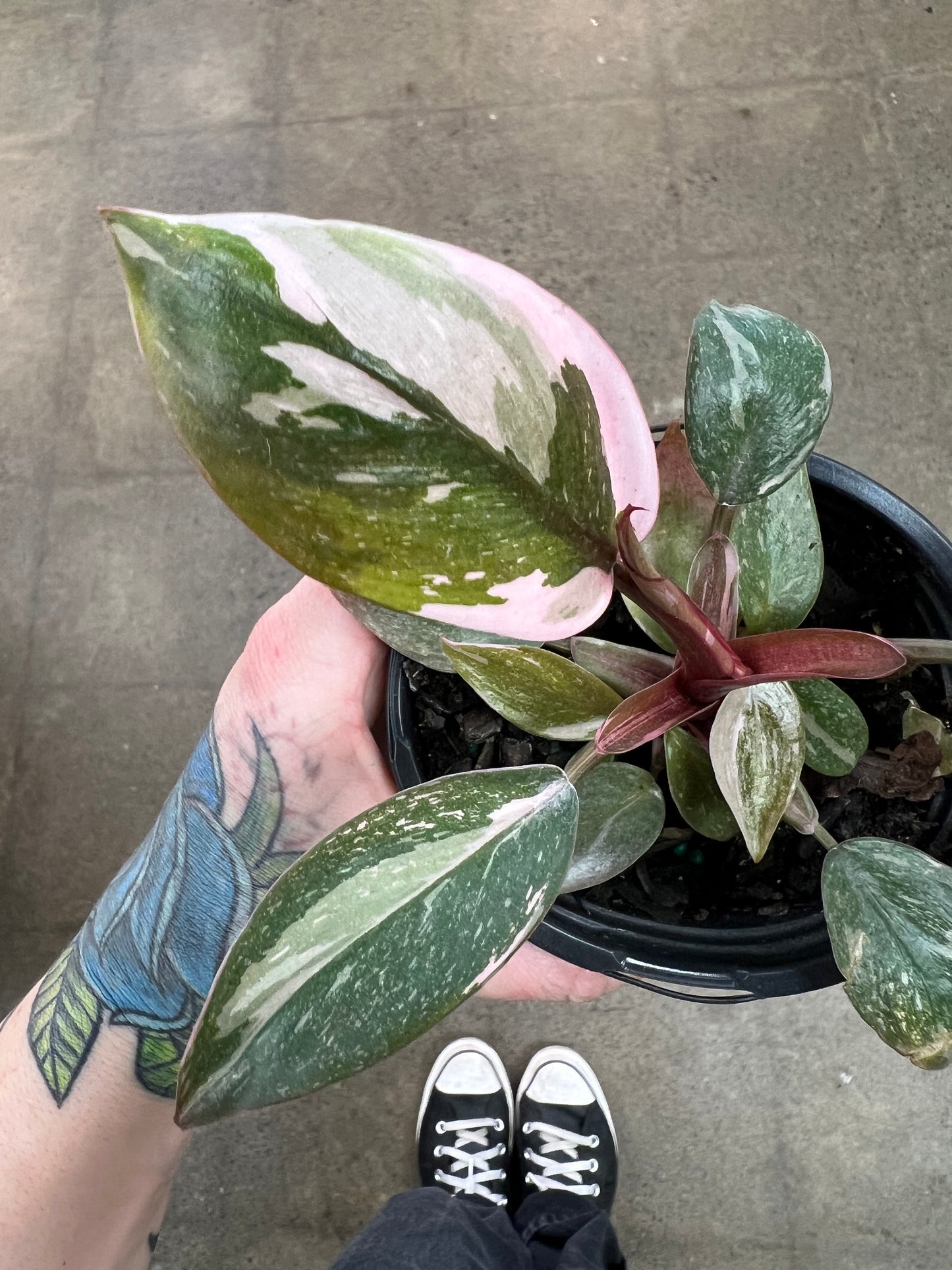 Philodendron Pink Princess