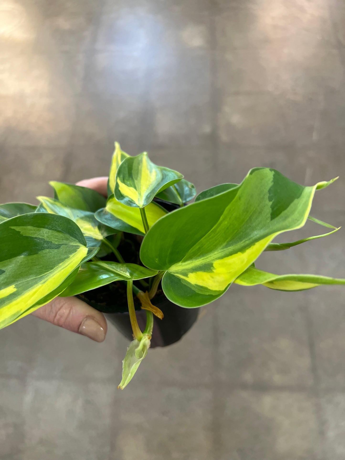 Philodendron Cream Splash