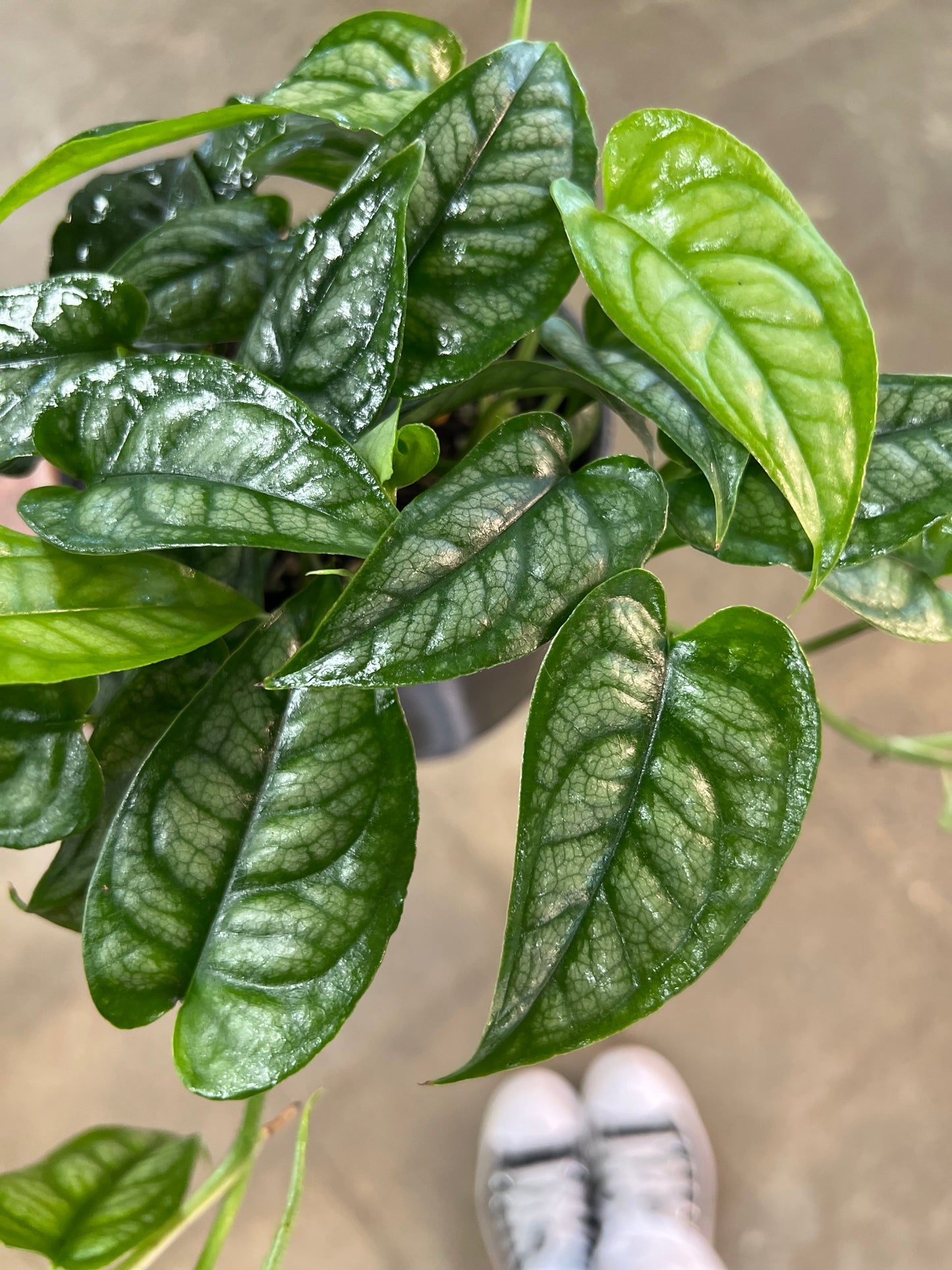 Philodendron Siltepecana