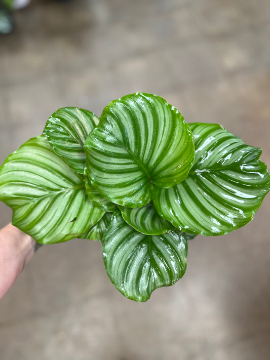 Calathea Orbifolia