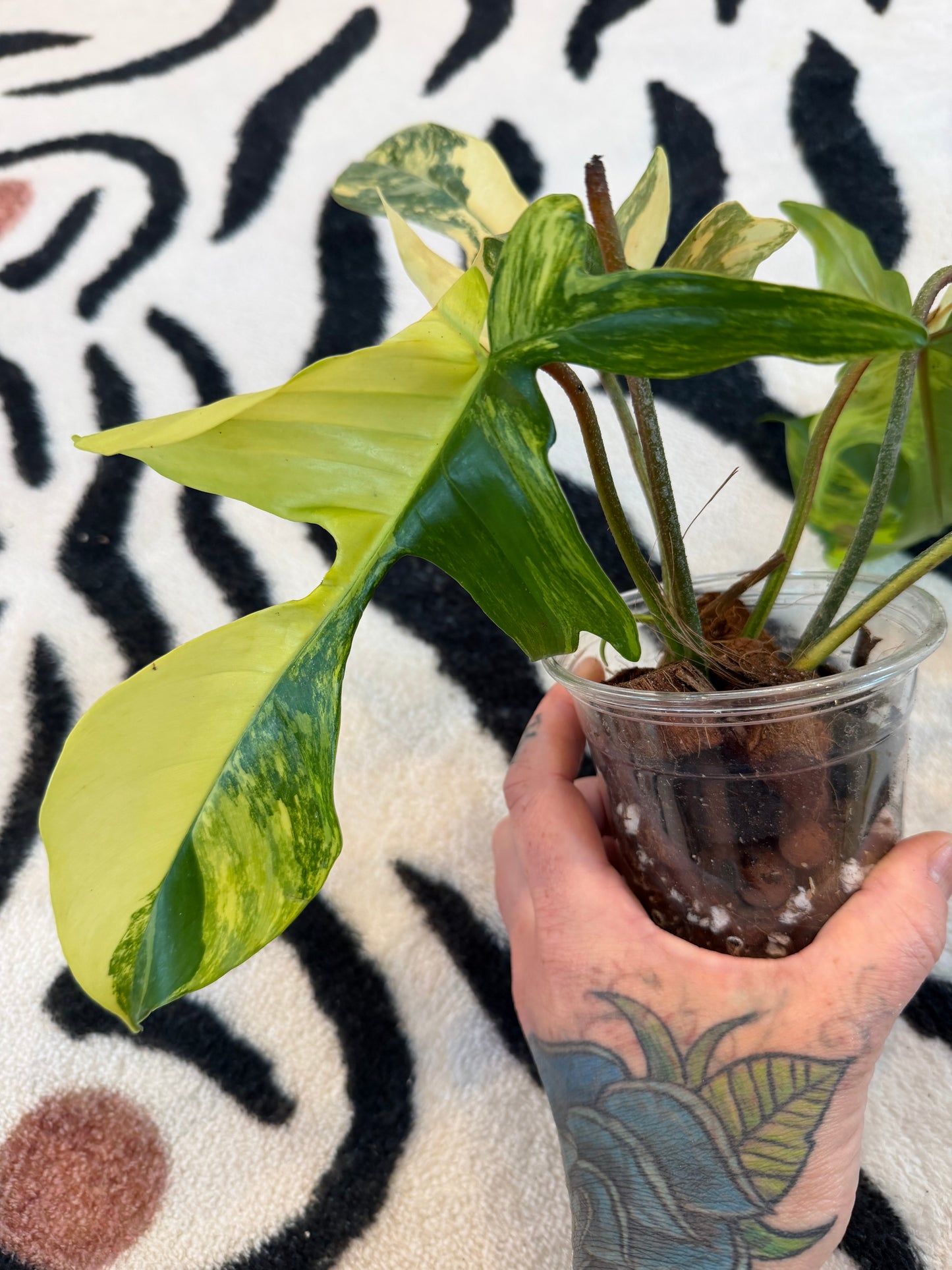 Philodendron Florida Beauty Variegated  Medium #1